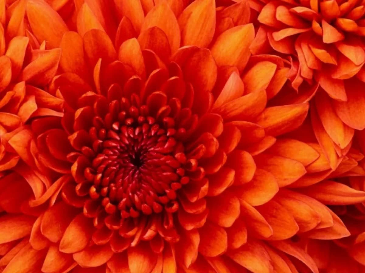 redflowershop