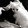 nlika_777037